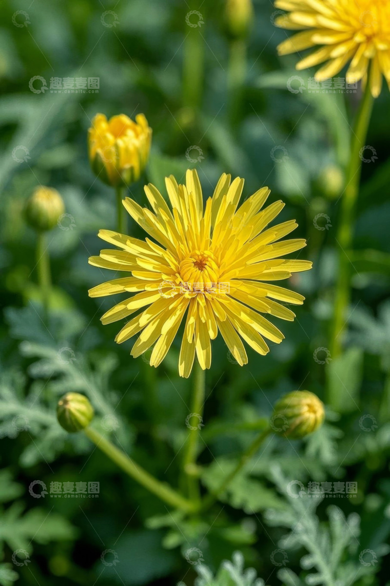 高清大图下载【趣麦麦图】黄色花朵特写