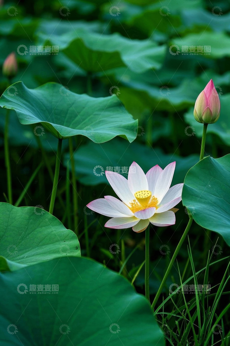 高清大图下载【趣麦麦图】盛开荷花与荷叶特写