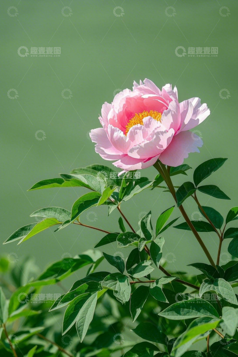 高清大图下载【趣麦麦图】粉色牡丹花特写