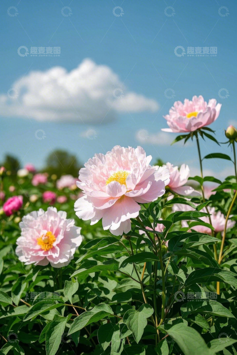 高清大图下载【趣麦麦图】蓝天白云下盛开的粉色芍药花