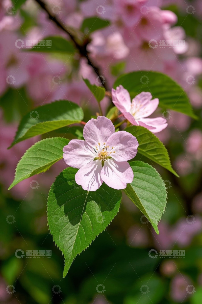高清大图下载【趣麦麦图】粉色花朵绿叶特写