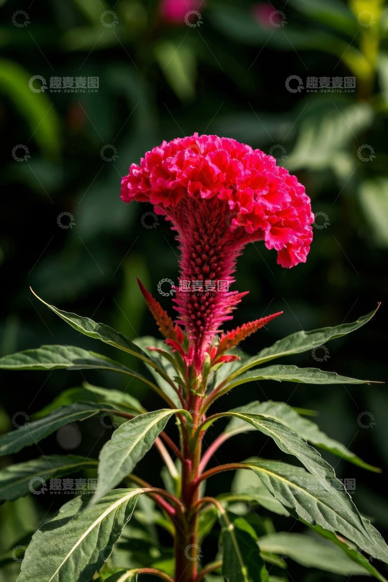 高清大图下载【趣麦麦图】特写鸡冠花绿植花卉