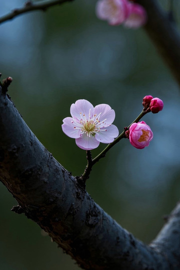 枝头绽放的粉色梅花