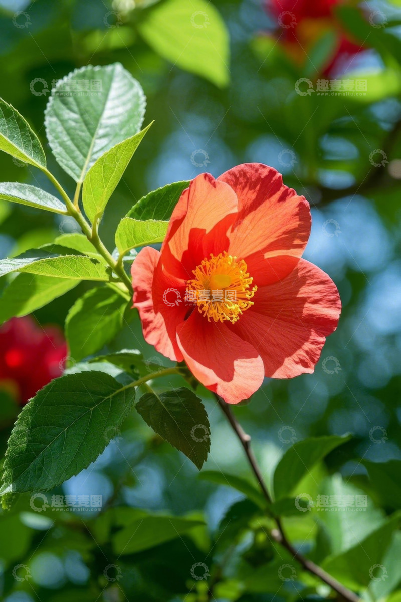 高清大图下载【趣麦麦图】特写红色花朵与绿叶