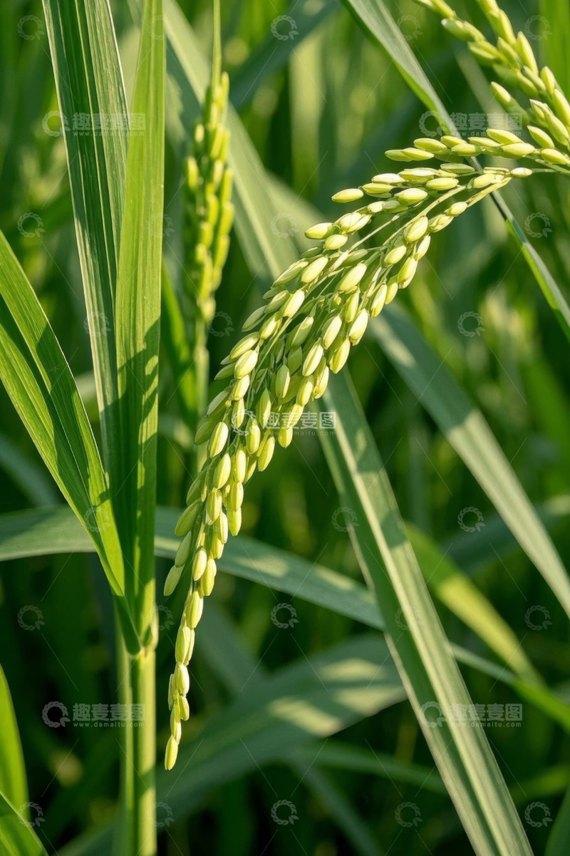 高清大图下载【趣麦麦图】成熟稻穗特写