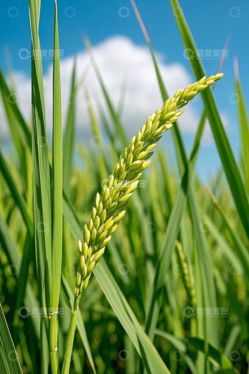 高清大图下载【趣麦麦图】稻穗特写与蓝天背景