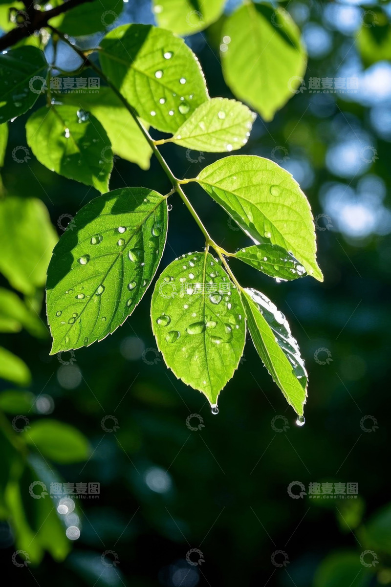 高清大图下载【趣麦麦图】带水珠的绿色树叶特写