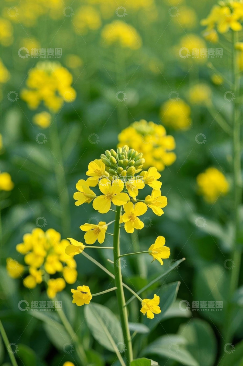 高清大图下载【趣麦麦图】黄色油菜花特写