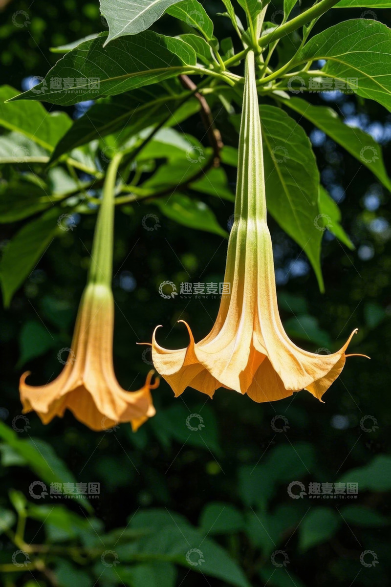 高清大图下载【趣麦麦图】垂挂的橙色曼陀罗花朵