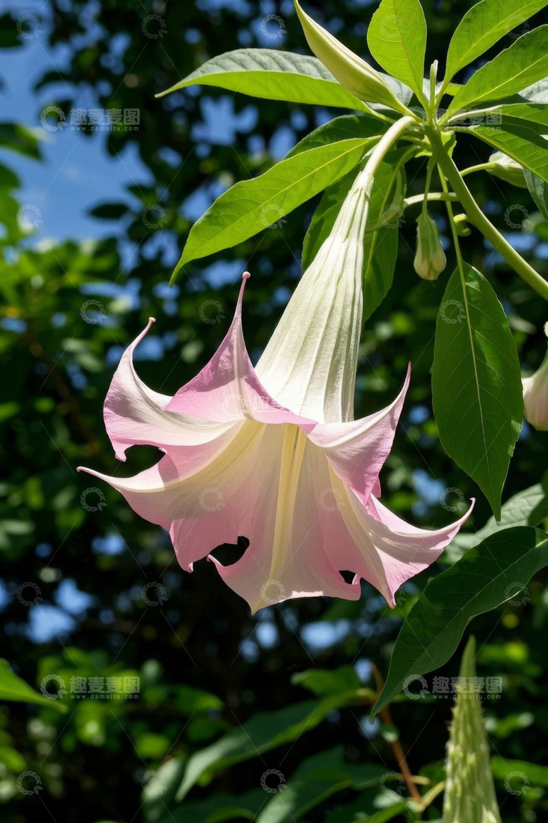 高清大图下载【趣麦麦图】粉色曼陀罗花特写
