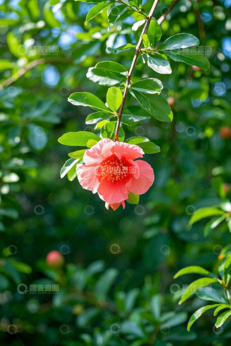 高清大图下载【趣麦麦图】盛开的粉色石榴花特写