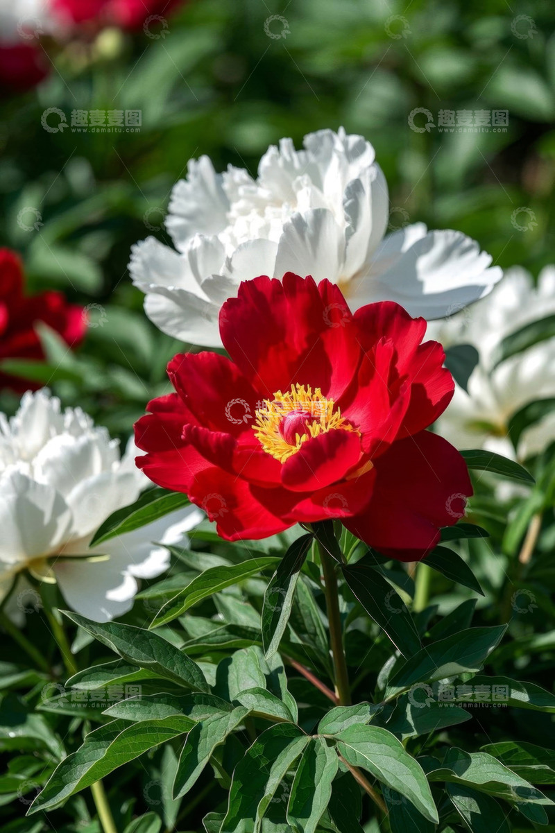 高清大图下载【趣麦麦图】红白芍药花卉特写