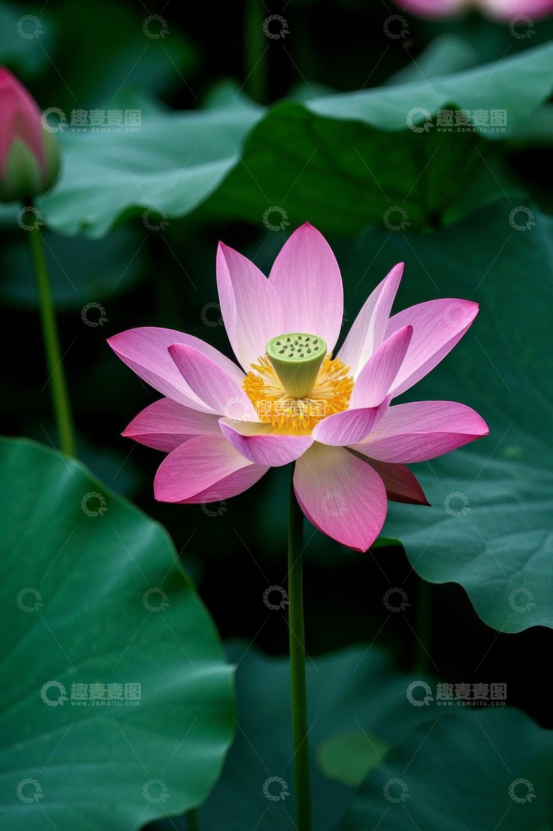 高清大图下载【趣麦麦图】盛开的粉色荷花特写