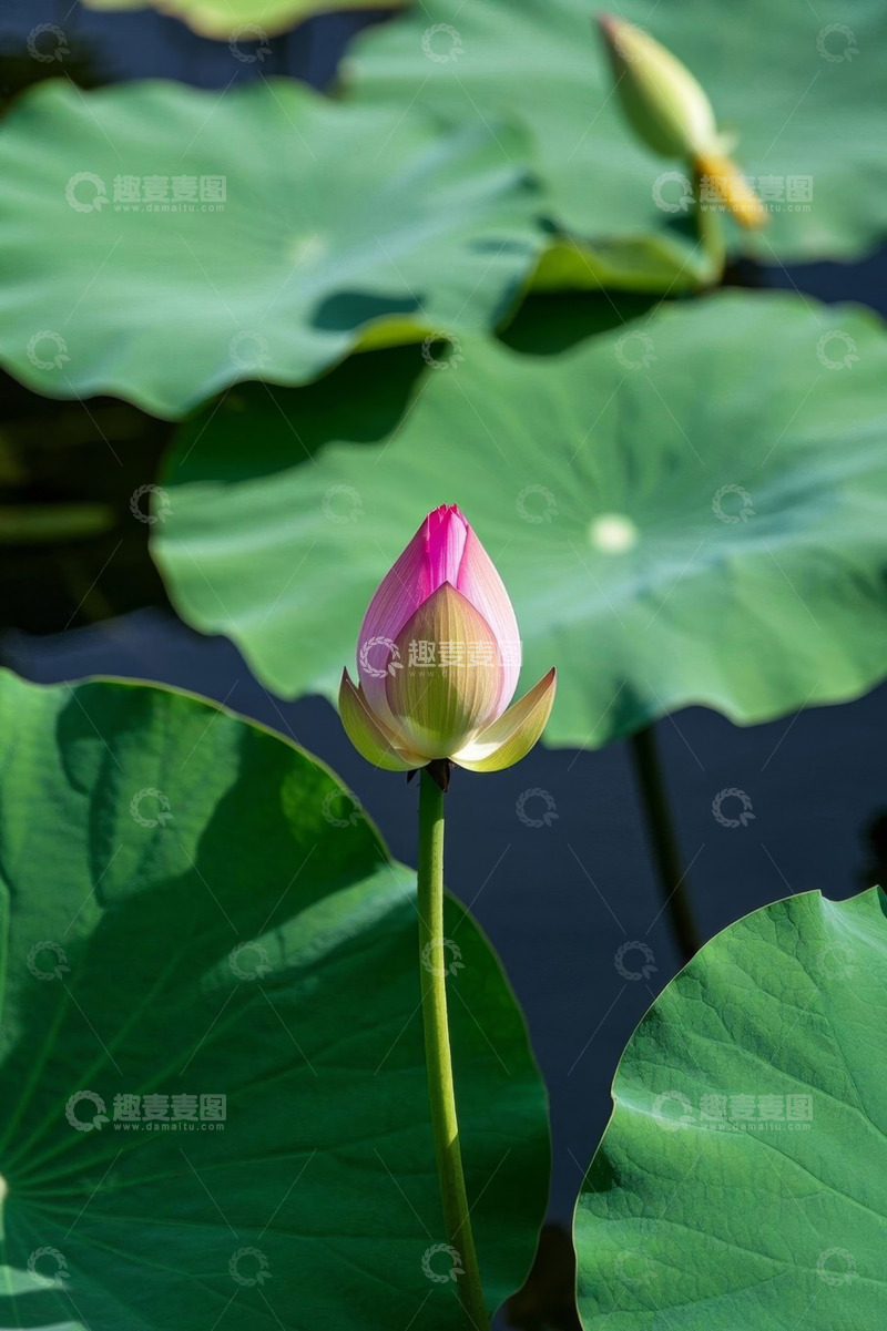 高清大图下载【趣麦麦图】含苞待放的荷花与荷叶