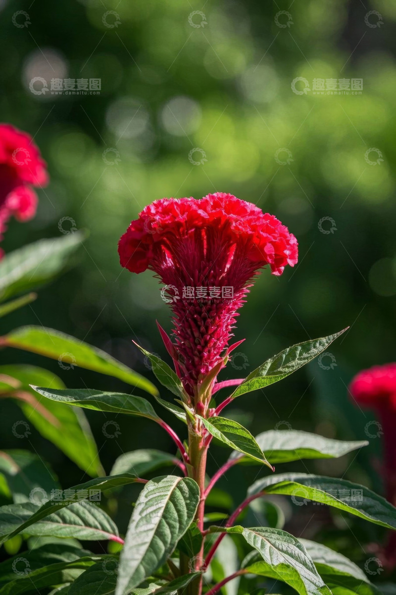高清大图下载【趣麦麦图】特写红色鸡冠花