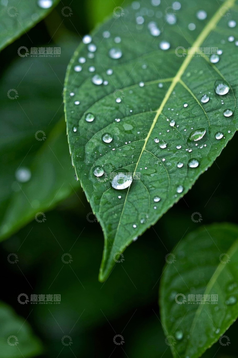 高清大图下载【趣麦麦图】绿叶上的晶莹水珠特写