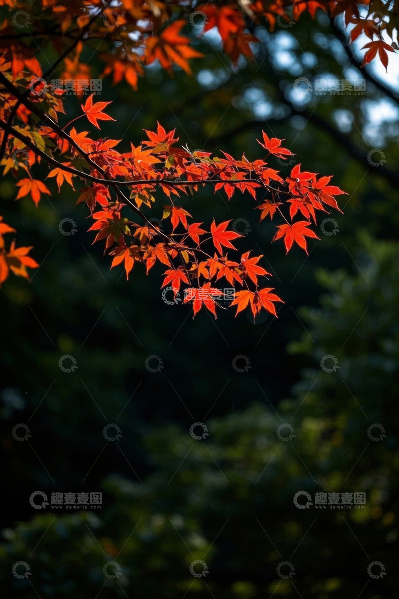 高清大图下载【趣麦麦图】枝头红色枫叶特写