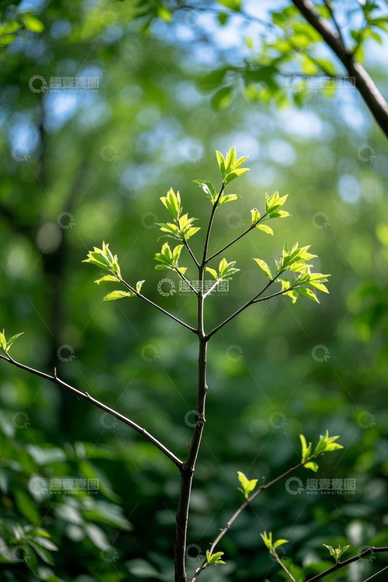 高清大图下载【趣麦麦图】嫩绿树枝与繁茂绿叶景象