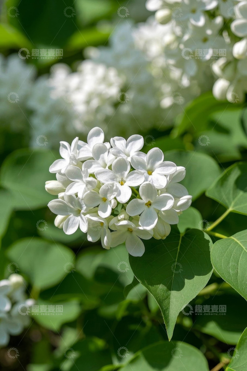 高清大图下载【趣麦麦图】白色丁香花特写
