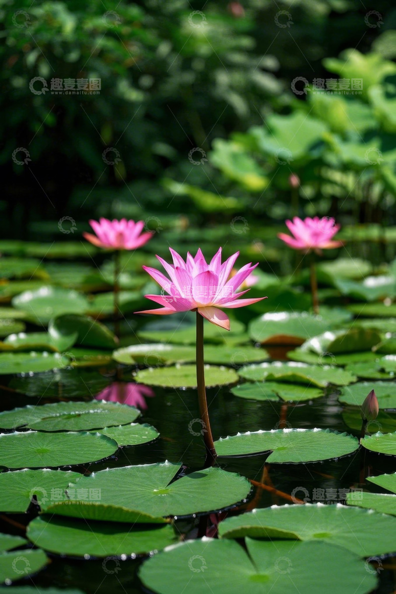高清大图下载【趣麦麦图】池塘中绽放的粉色睡莲