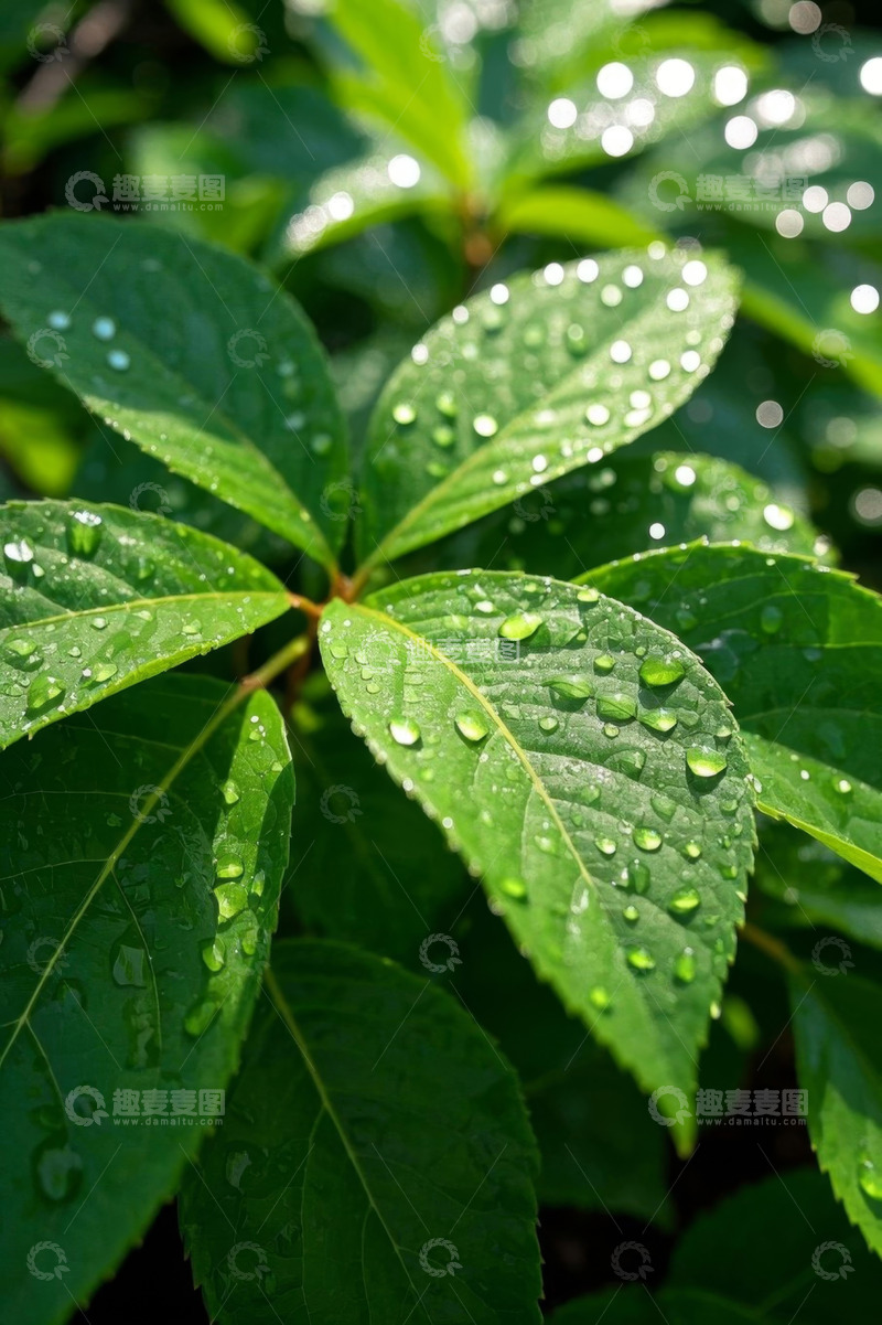 高清大图下载【趣麦麦图】绿叶上晶莹的水珠特写