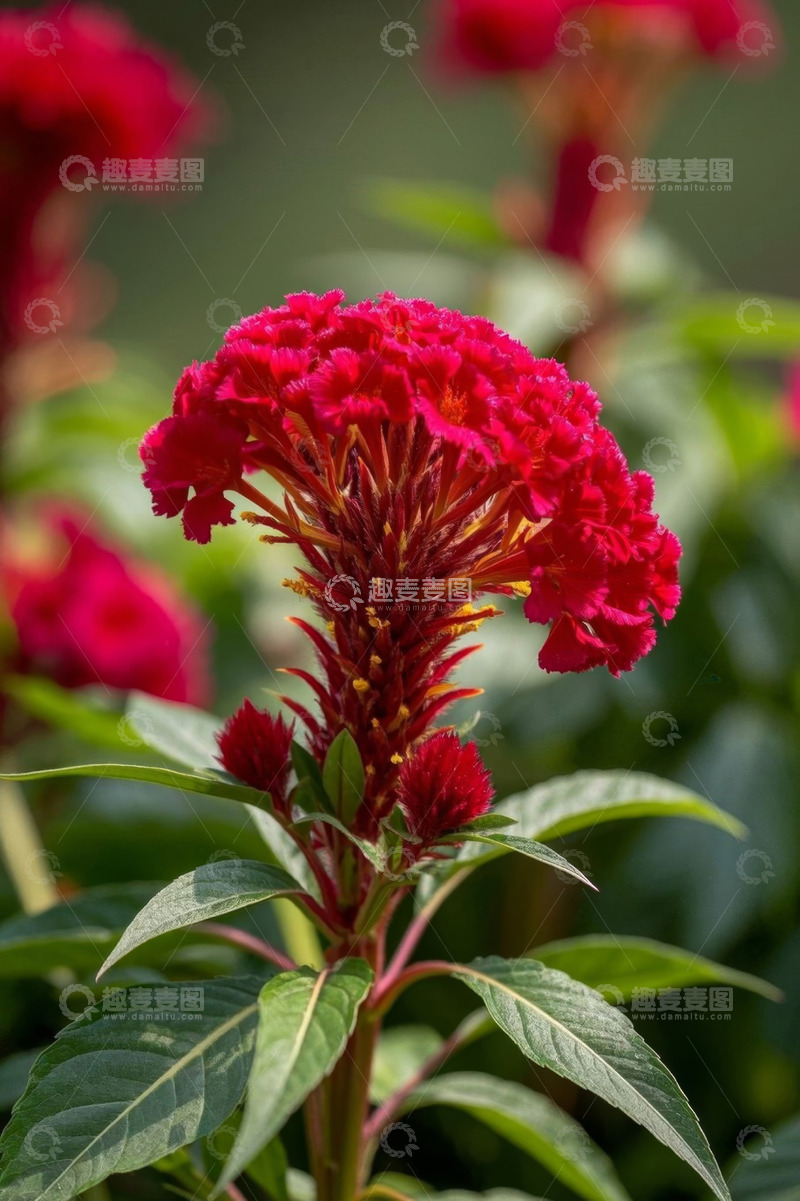 高清大图下载【趣麦麦图】特写红色鸡冠花植物素材