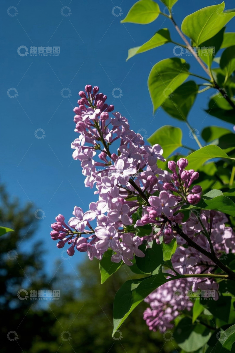 高清大图下载【趣麦麦图】蓝天背景下绽放的紫色丁香花