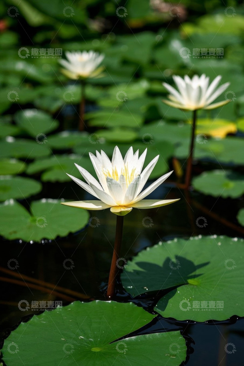 高清大图下载【趣麦麦图】池塘中的白色睡莲与荷叶
