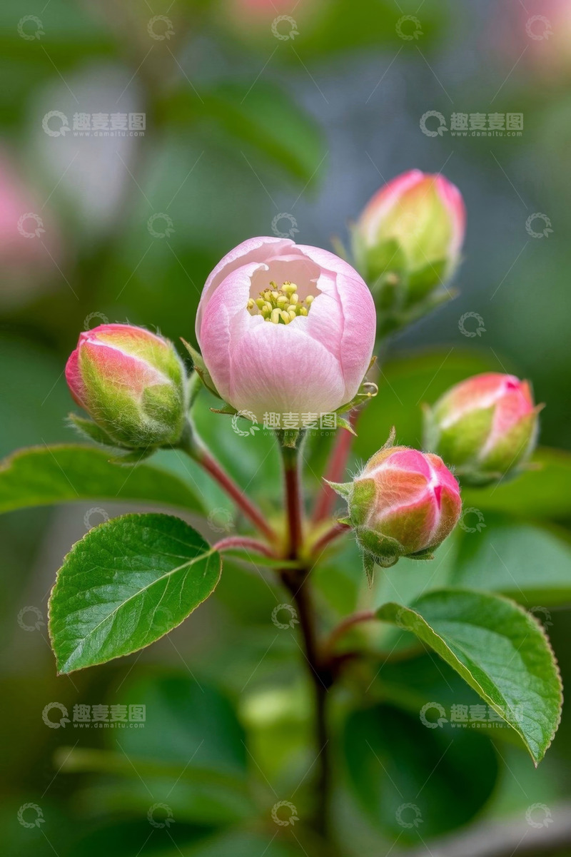 高清大图下载【趣麦麦图】粉色含苞待放的花朵特写