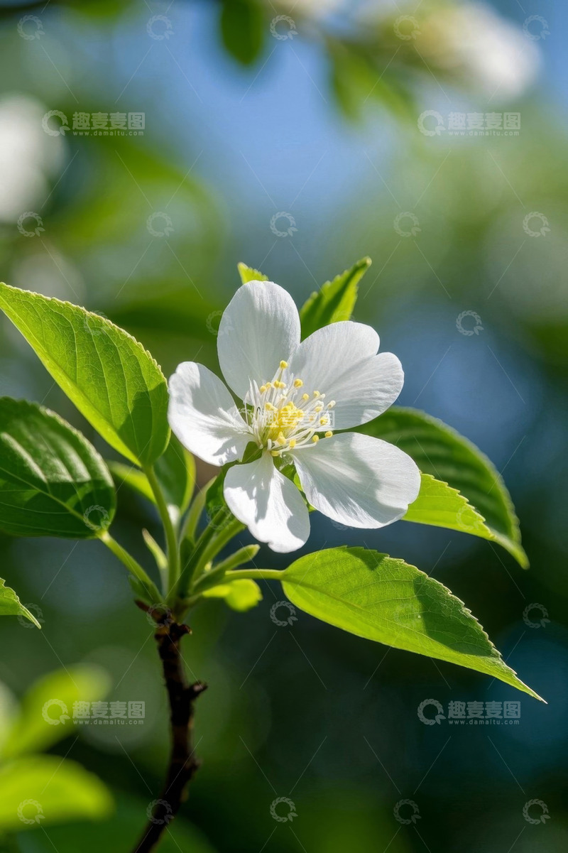 高清大图下载【趣麦麦图】白色花朵与绿叶特写