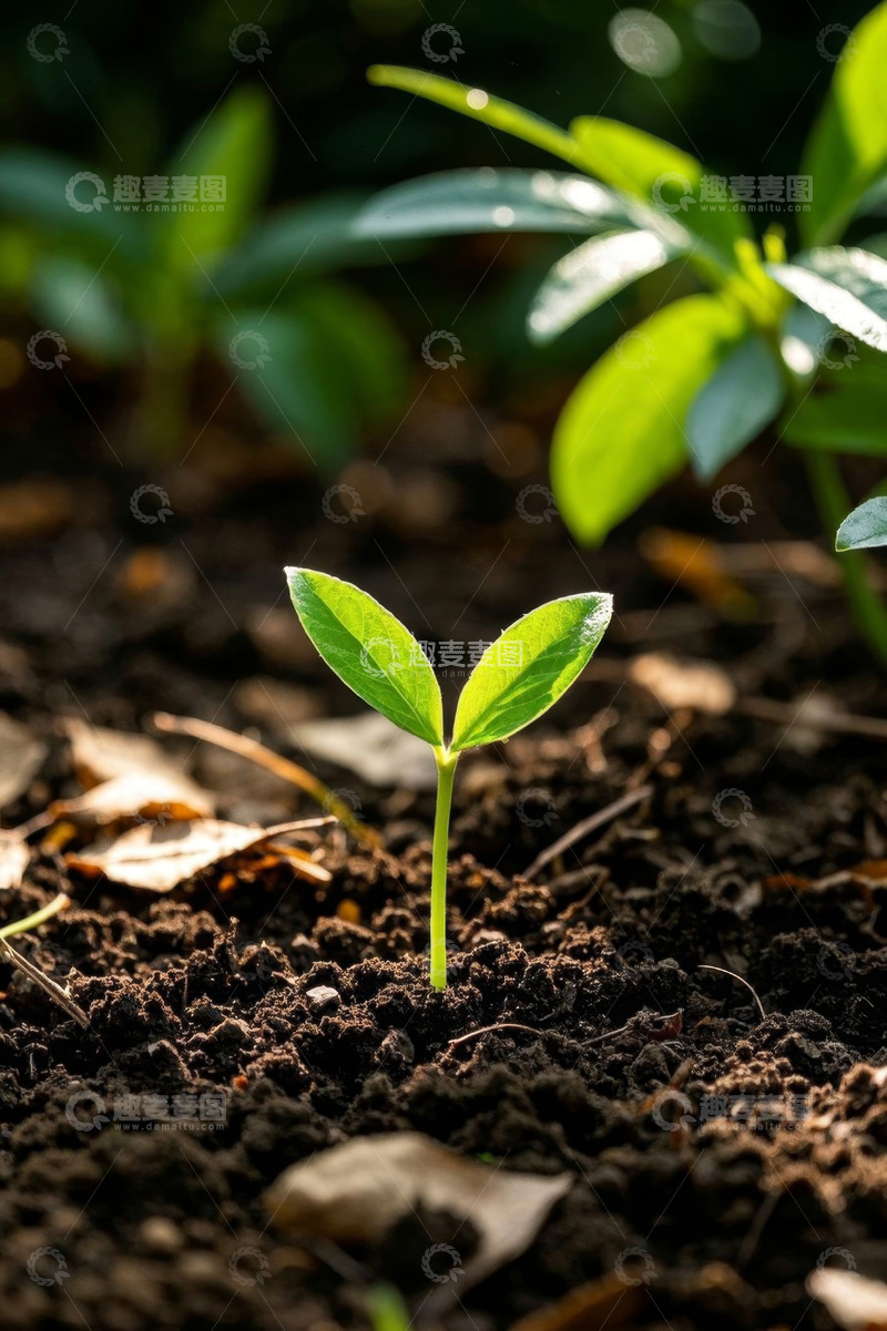 高清大图下载【趣麦麦图】破土而出的嫩绿幼苗