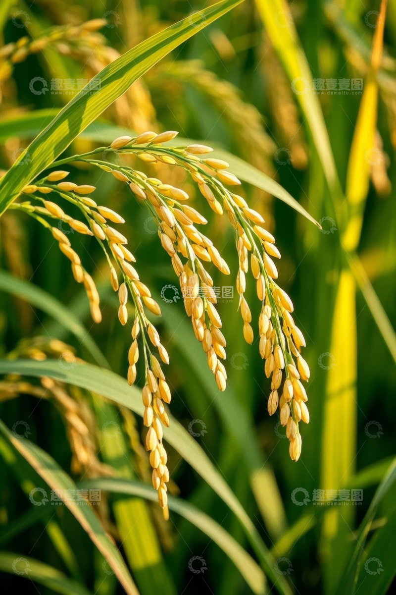高清大图下载【趣麦麦图】成熟稻穗特写