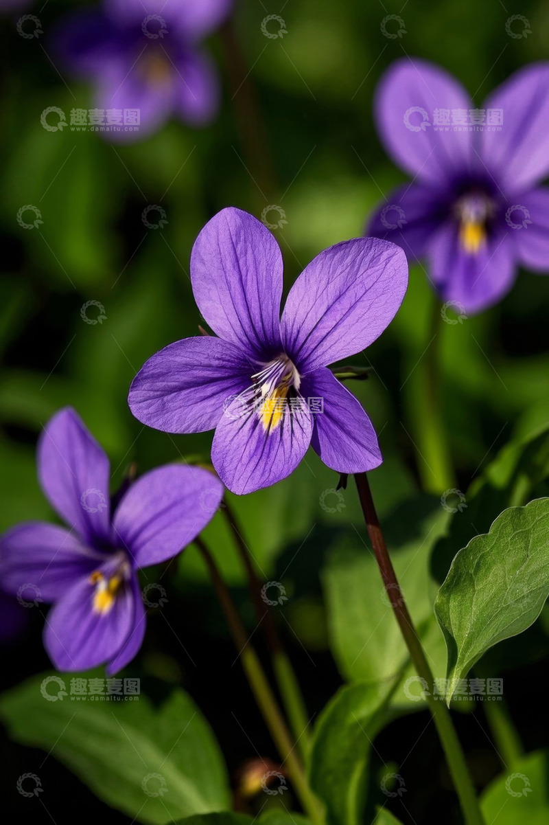 高清大图下载【趣麦麦图】紫色野花特写