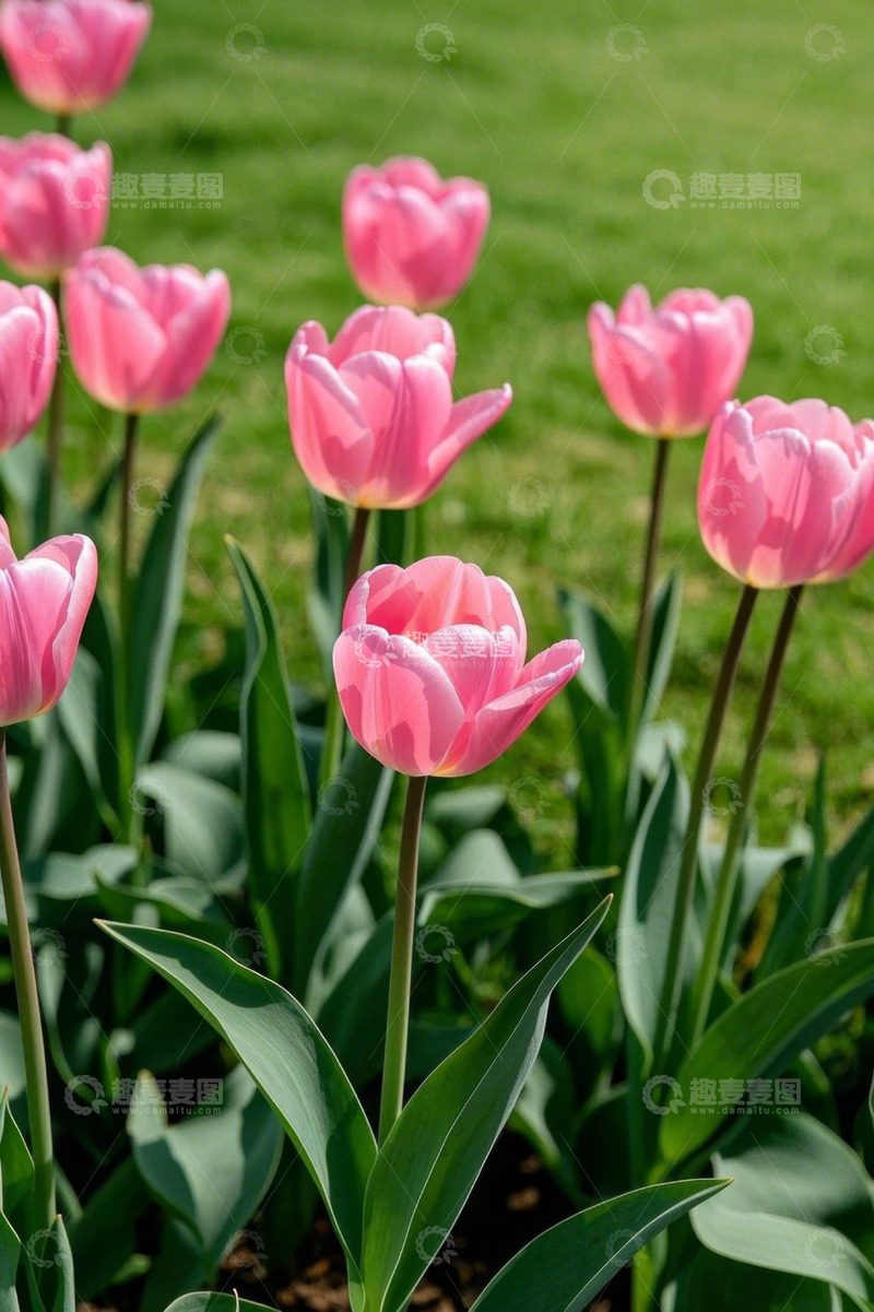 高清大图下载【趣麦麦图】粉色郁金香花丛近景