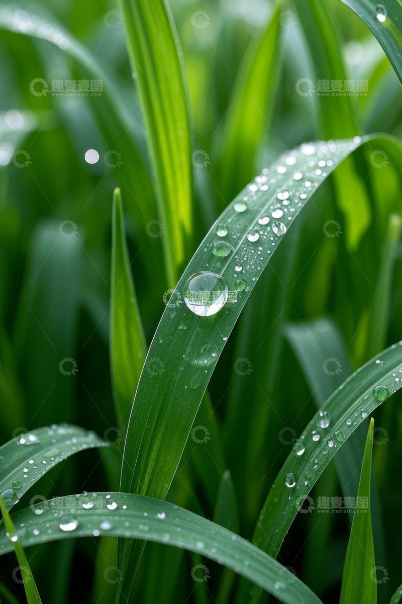 高清大图下载【趣麦麦图】带露珠的青草特写