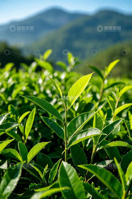 茶园嫩绿茶叶与远山背景