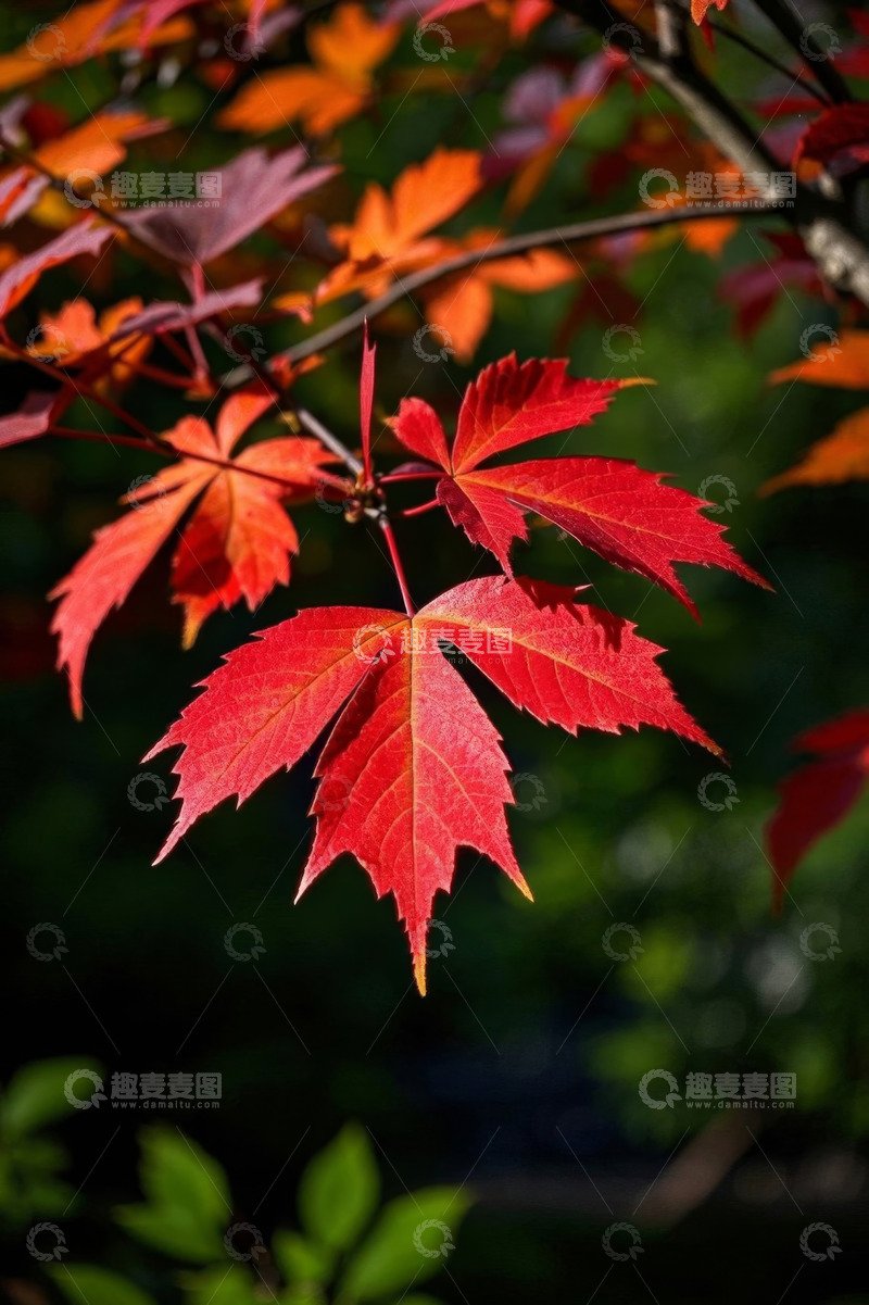 高清大图下载【趣麦麦图】秋季红色枫叶特写