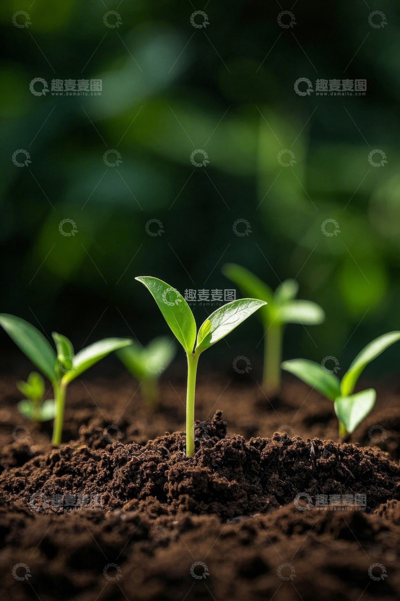 高清大图下载【趣麦麦图】土壤中生长的嫩绿植物幼苗
