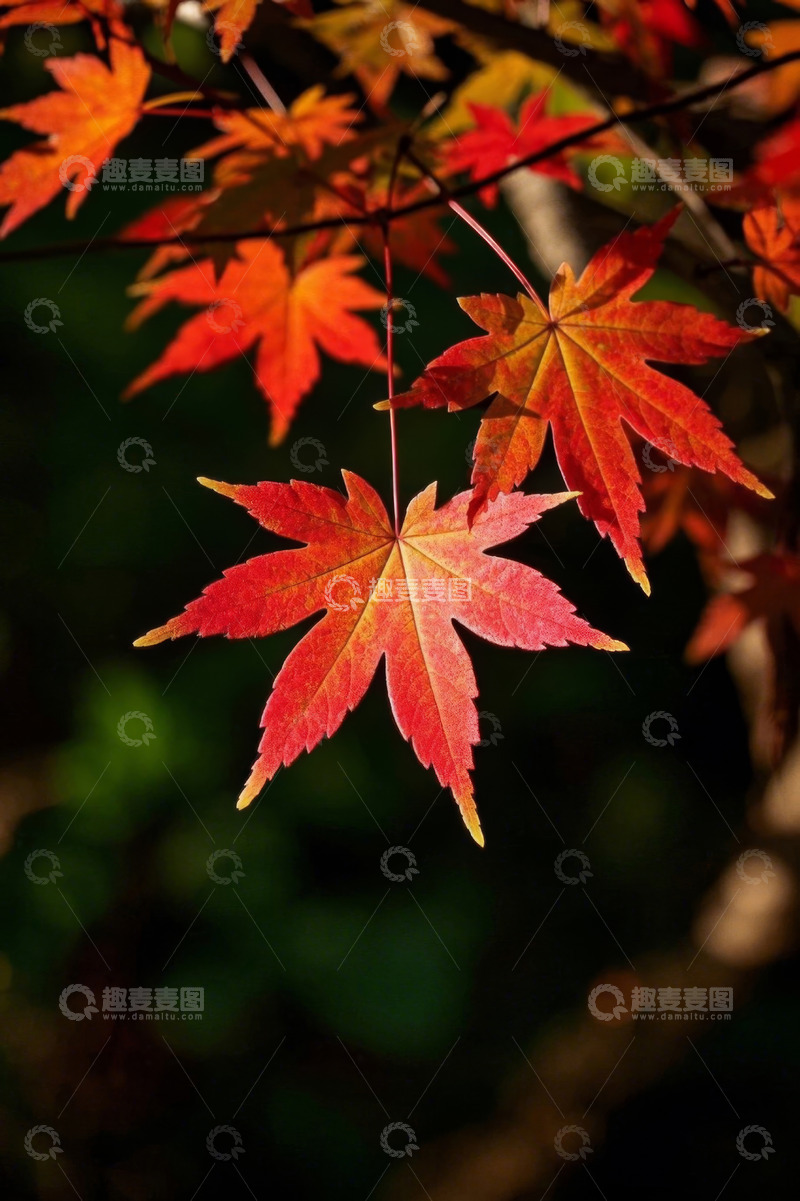 高清大图下载【趣麦麦图】秋日枝头鲜艳的红色枫叶