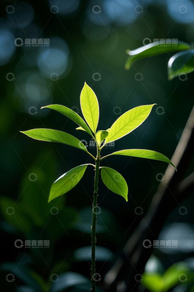 高清大图下载【趣麦麦图】阳光下的嫩绿植物特写