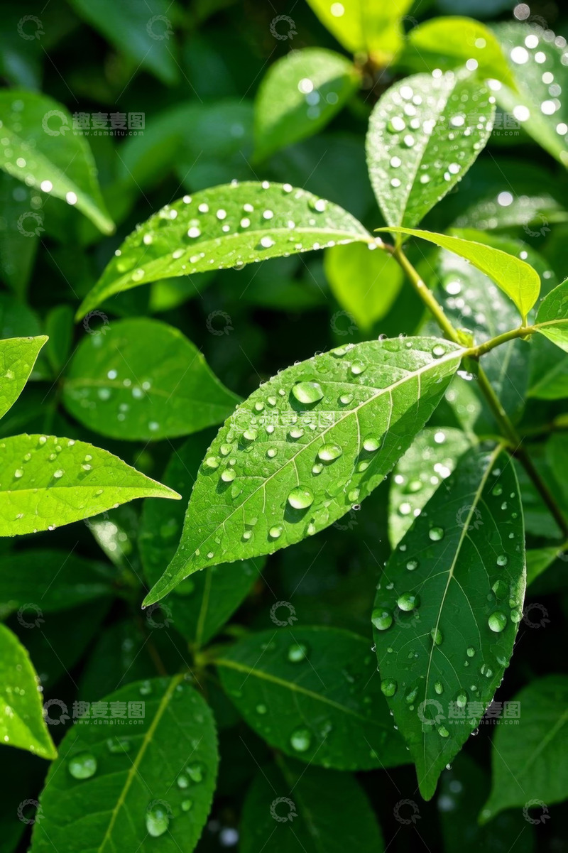 高清大图下载【趣麦麦图】带水珠的绿色植物叶片