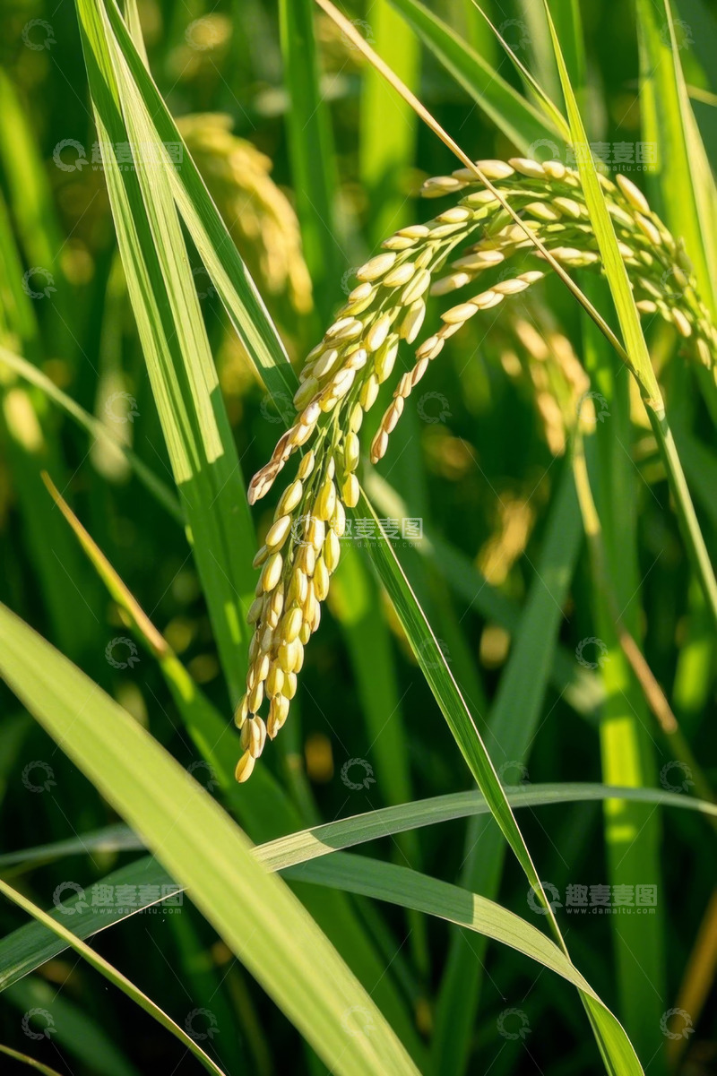 高清大图下载【趣麦麦图】成熟稻穗特写