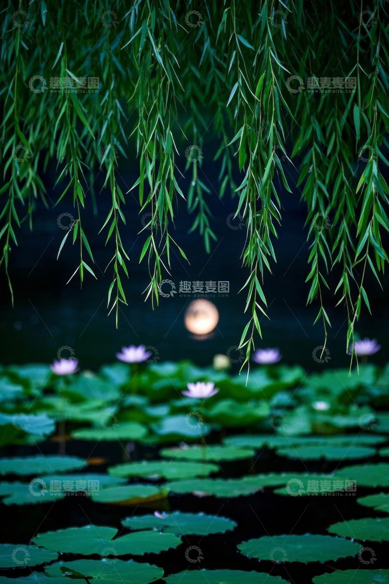 高清大图下载【趣麦麦图】垂柳荷花月夜景色