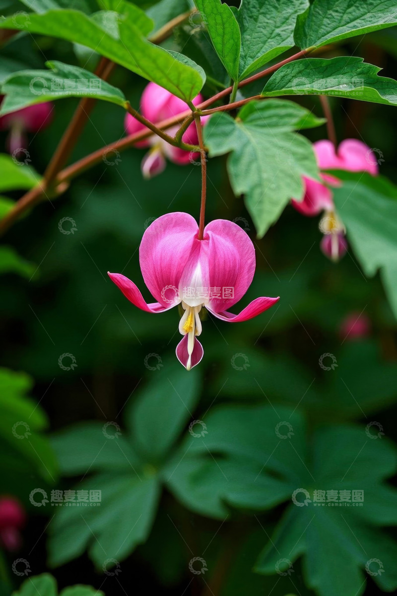 高清大图下载【趣麦麦图】荷包牡丹特写