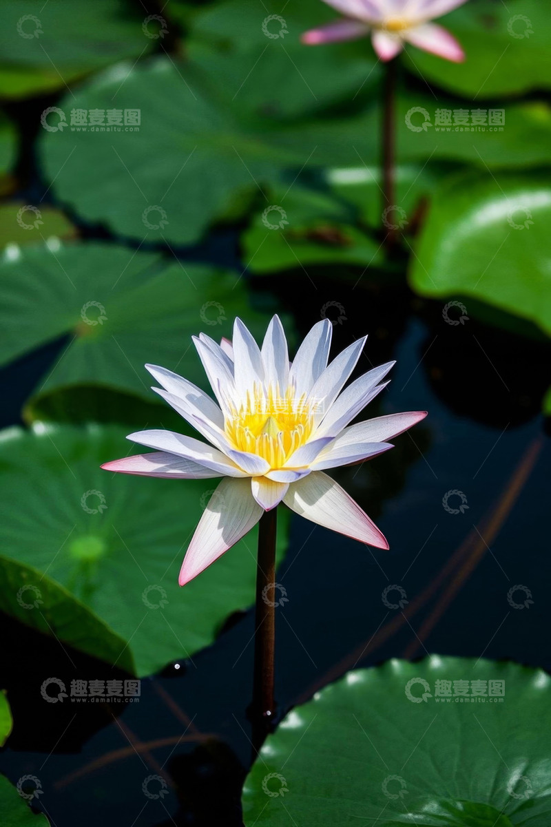 高清大图下载【趣麦麦图】水中绽放的白色睡莲