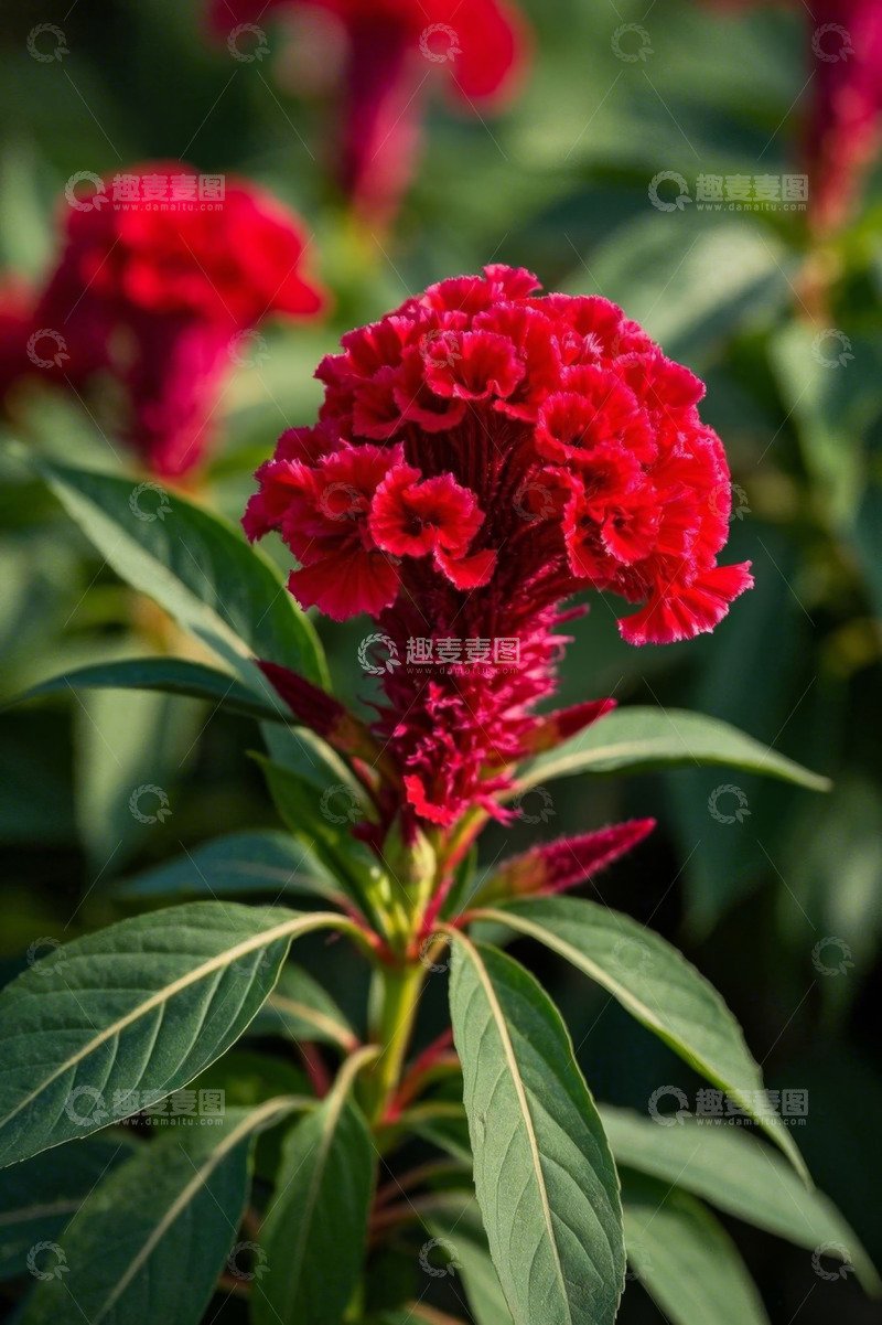 高清大图下载【趣麦麦图】红色鸡冠花特写
