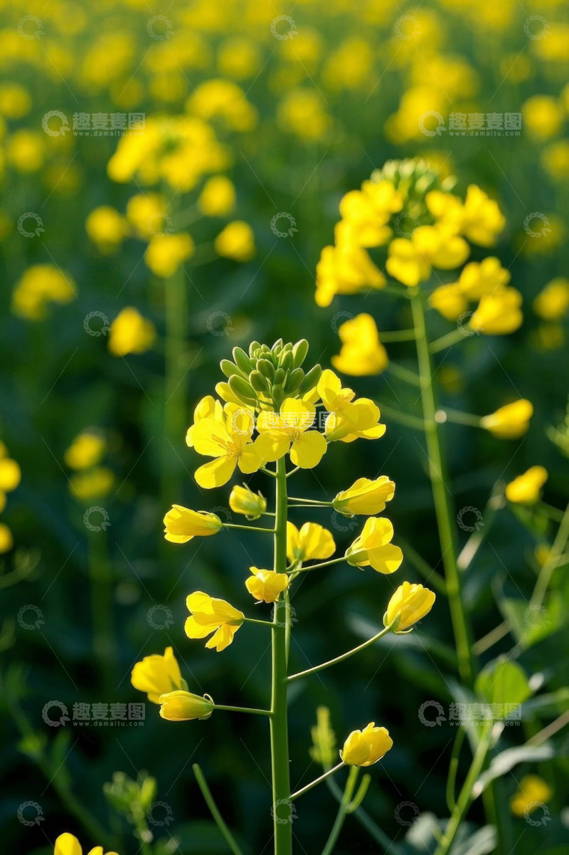 高清大图下载【趣麦麦图】黄色油菜花特写