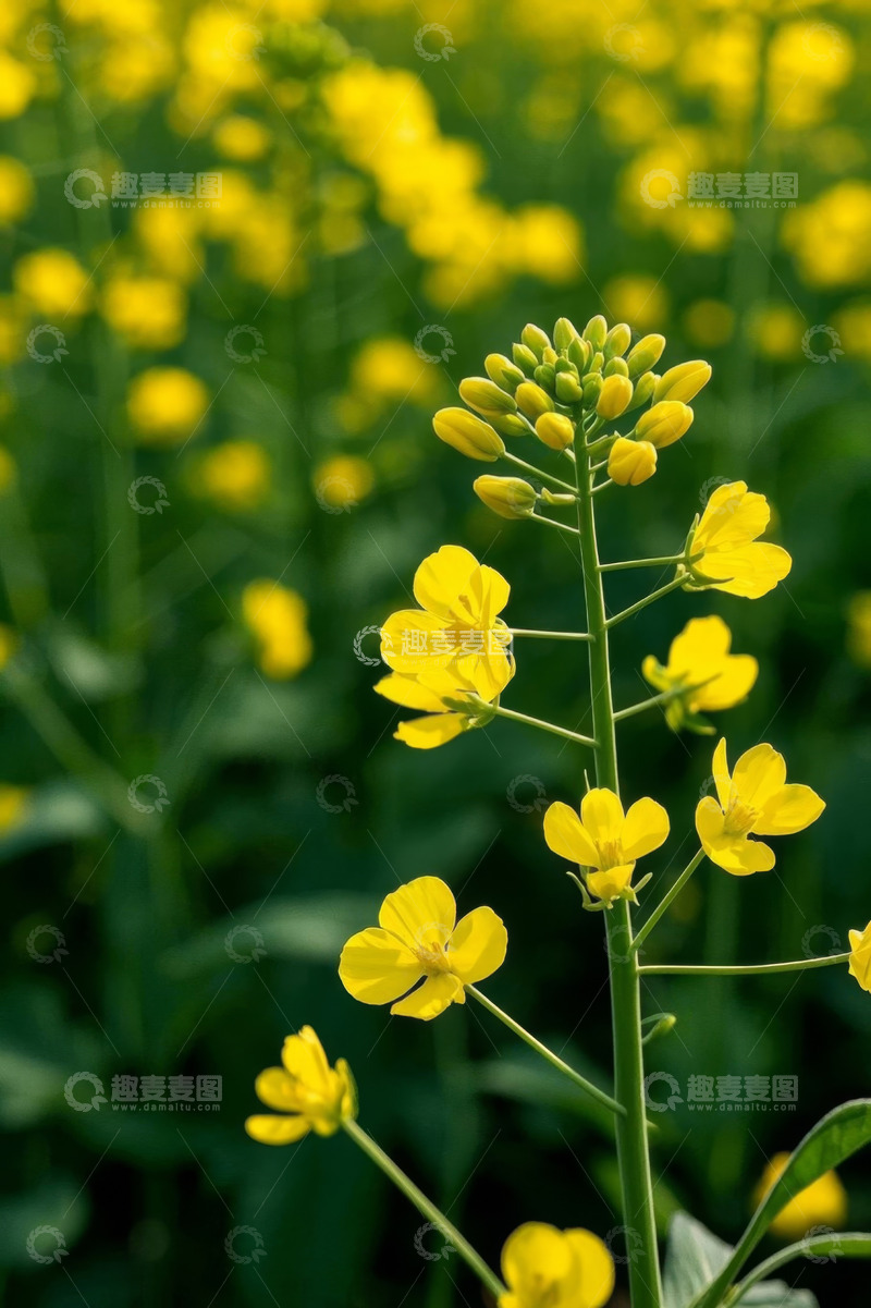 高清大图下载【趣麦麦图】特写黄色油菜花田景象
