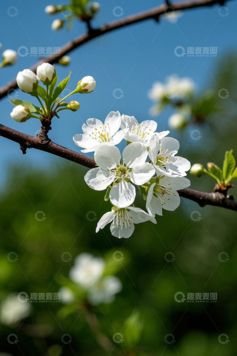 高清大图下载【趣麦麦图】枝头绽放的白色花朵