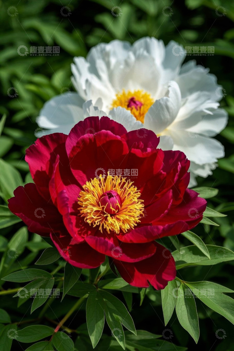 高清大图下载【趣麦麦图】红白牡丹花特写